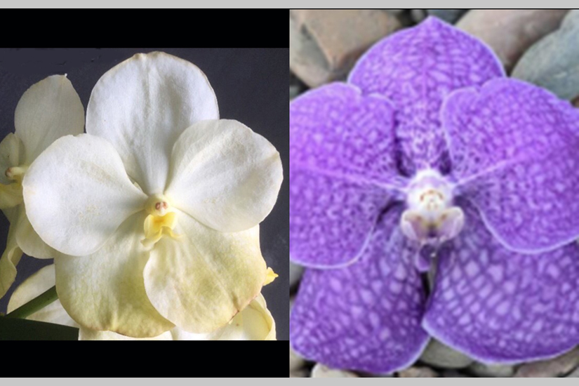 V. Dermbang Crystal x V. Gordon Dillon