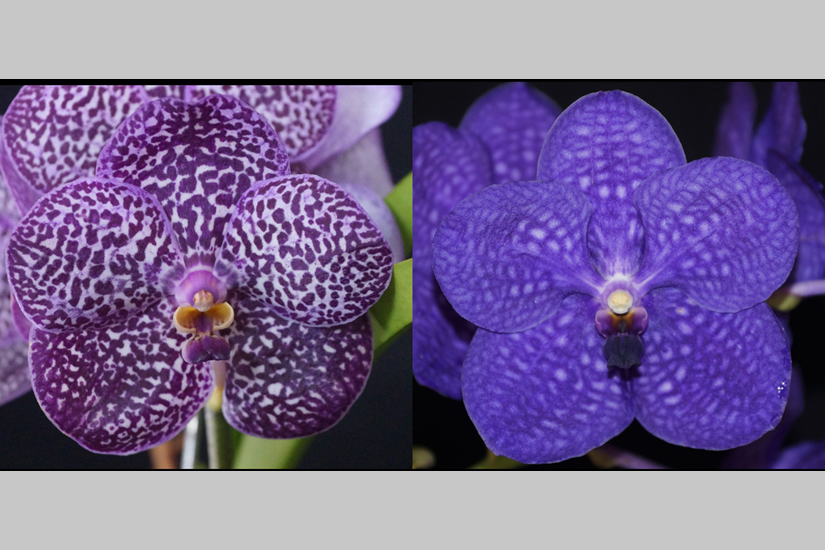 V. Kulwadee Fragrance 'Roslyn' x V. Pachara Delight