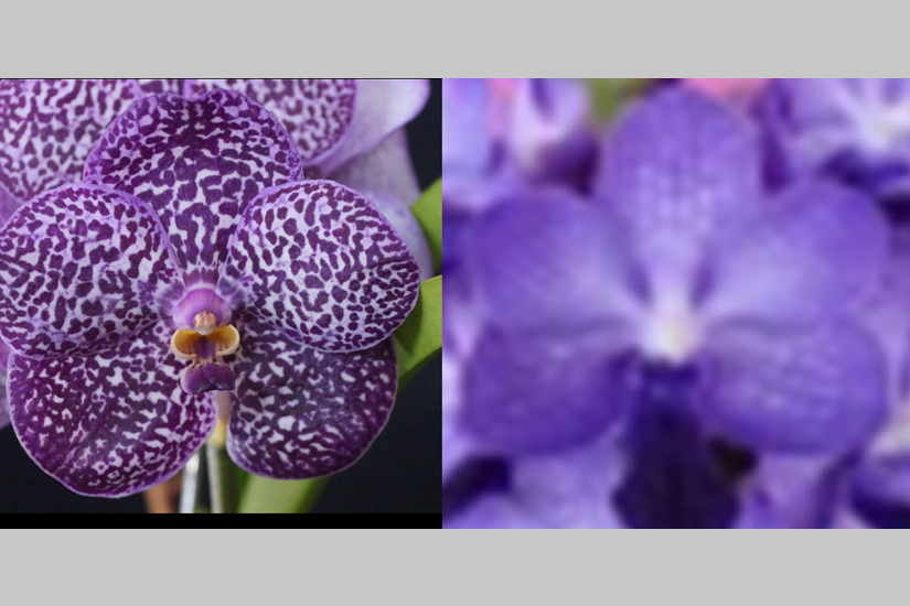 V. Kulwadee Fragrance 'Song Jed' x Van. Thailand