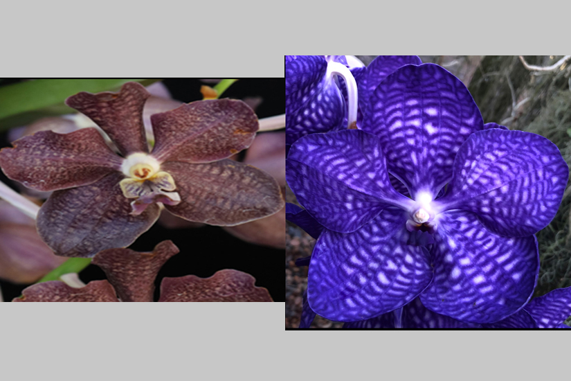 Van. Mini Palmer x V. coerulea