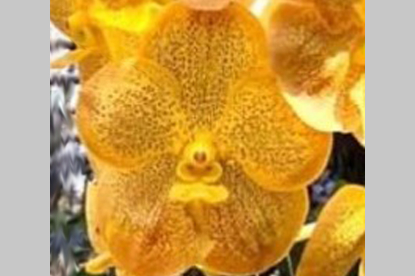 V. Memoria Leslie Maxwell x V. Suksamran Gold