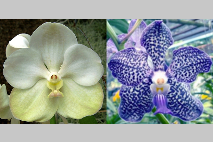 V. Thanantess x V. Lalita Fragrance