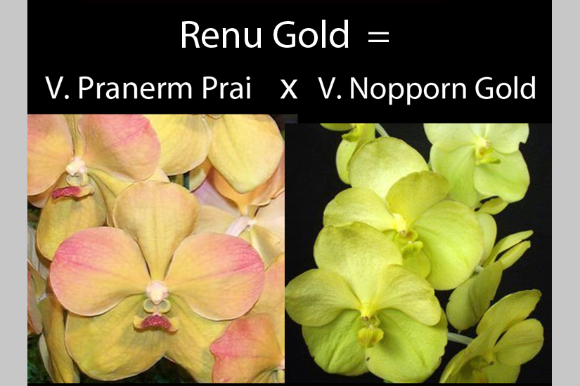 V. Renu Gold