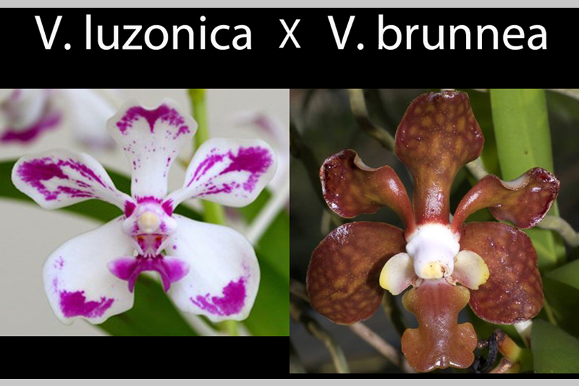 V. luzonica x V. brunnea