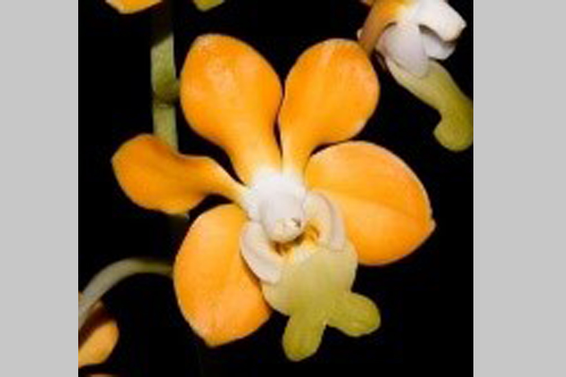 V. denisoniana 'Yellow/Orange'