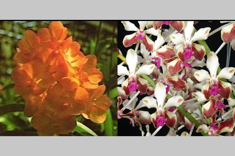 V. Jenny Donald x V. lamellata var. boxallii