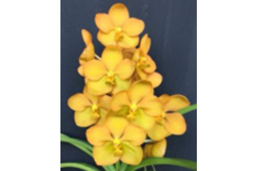 V. Sudsyita 'Took Karb'