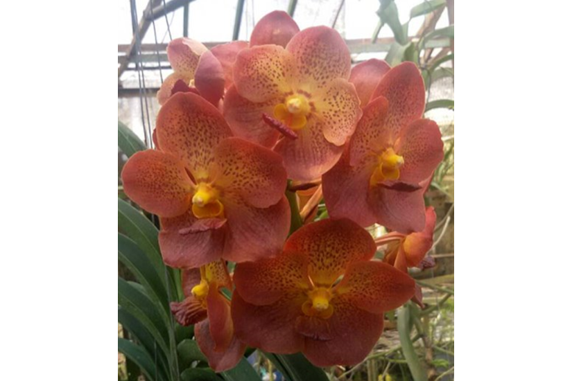 V. Pedro Bonetti 'Jairak'