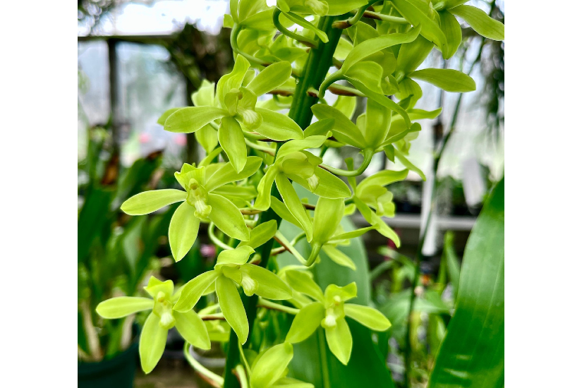 Gram. scriptum var. citrinum