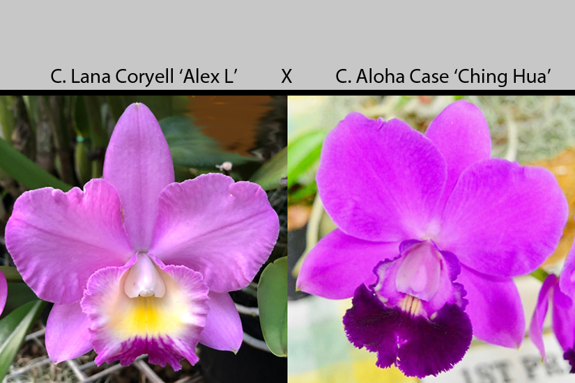 C. Lana Coryell 'Alex L' x C. Aloha Case 'Ching Hua'