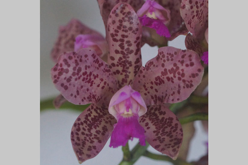 C. Calico Spots x Self