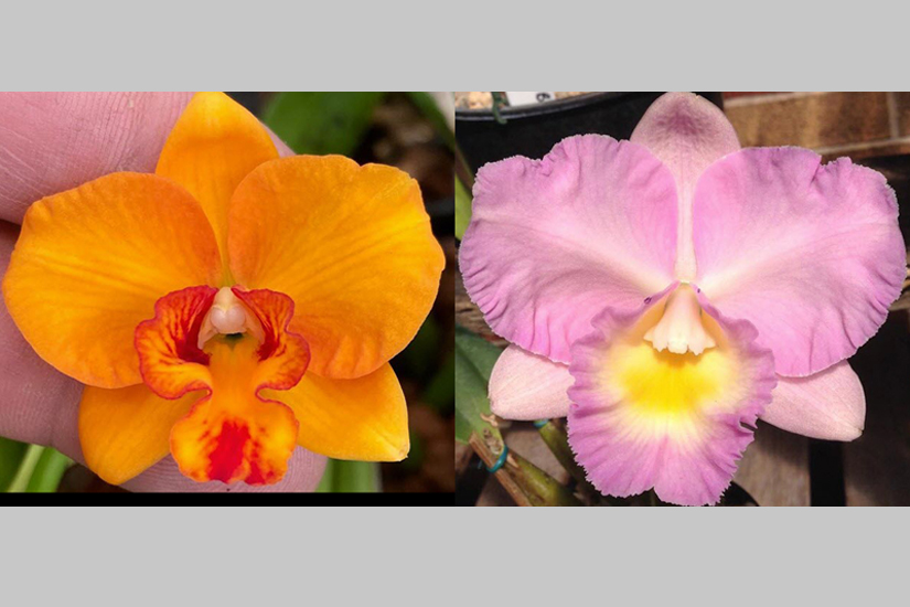 Rth. Dal's Jet x Rlc. Lakehaven Pearl 'Colleen'