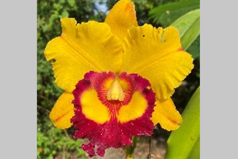 Rlc. Chief Joy 'Hotel of California'