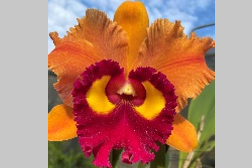 Rlc. Chief Aoki 'Miami Sunset'