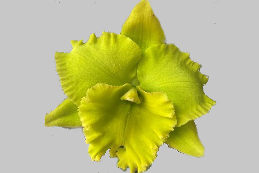 Rlc. Sung Ya Green 'Green Dise'