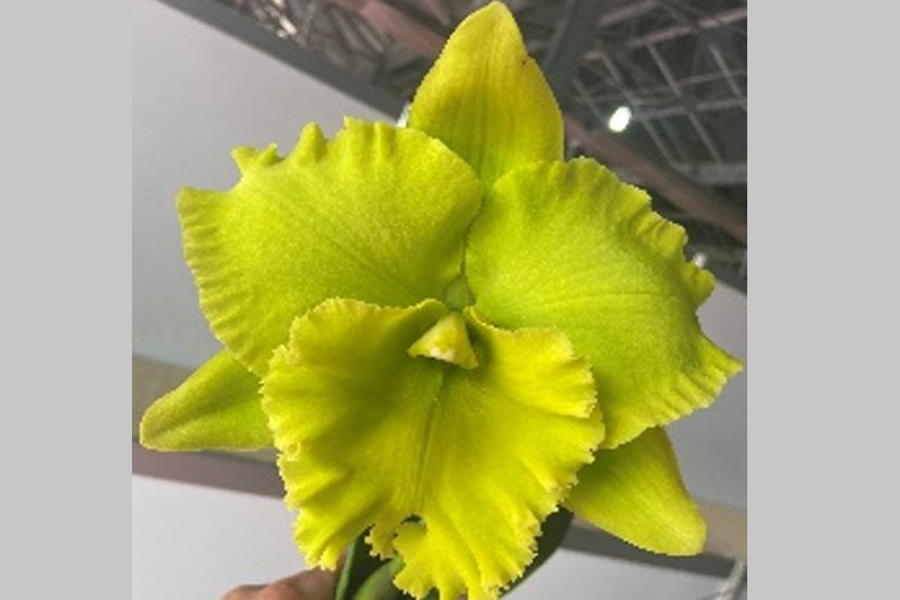Rlc. Sung Ya Green 'Green Dise'