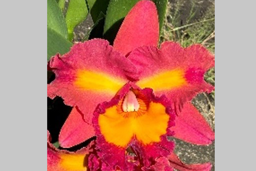 Rlc. Chief Autumn Valley