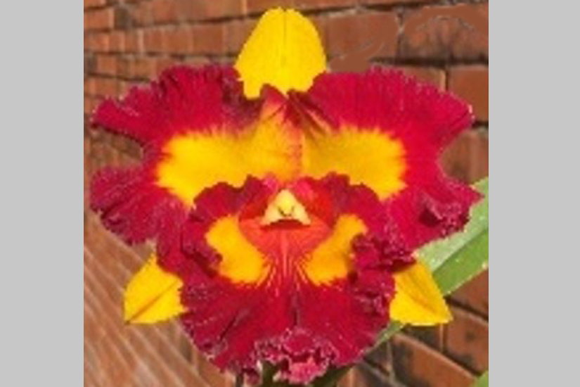Rlc. Liu's Joyance 'Chu Bawang'