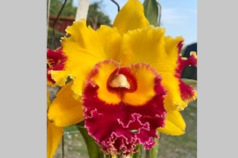 Rlc. Chief Amazing 'Monet'