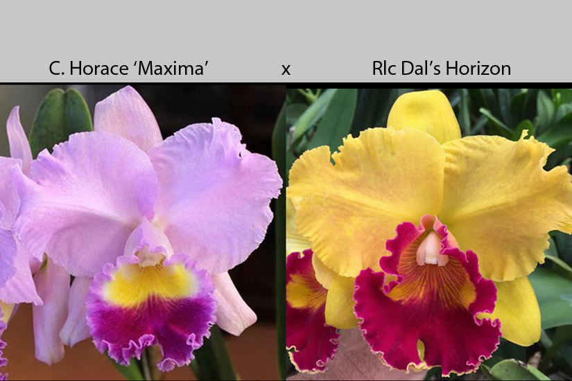 C. Horace 'Maxima' x Rlc. Dal's Horizon