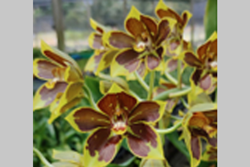 Gram. Lazarus 'Mocha'