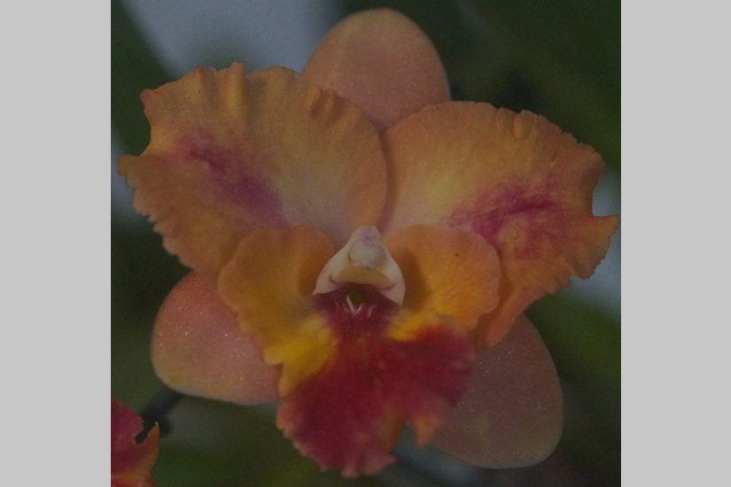 Rth. Pacific Happy Face