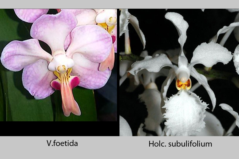 V. foetida x Holc. subulifolium