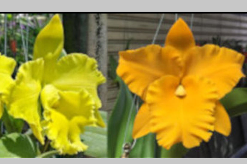 Rlc. Thongsupran 'Pure Yellow' x Rlc. Golden Diamond