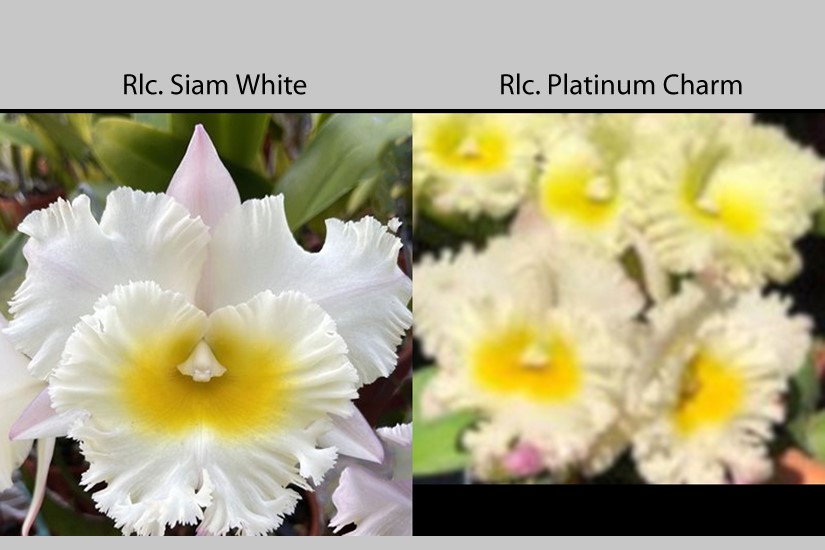 White Rcl Rlc. Siam White 'The Best' x Rlc. Platinum Charm