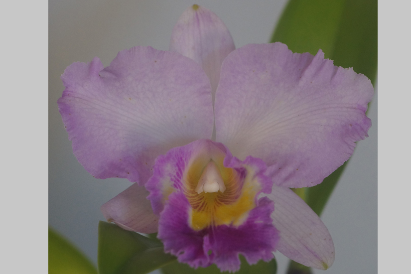 C. Madame Edith Bongo x Rlc. Diamond Pearl