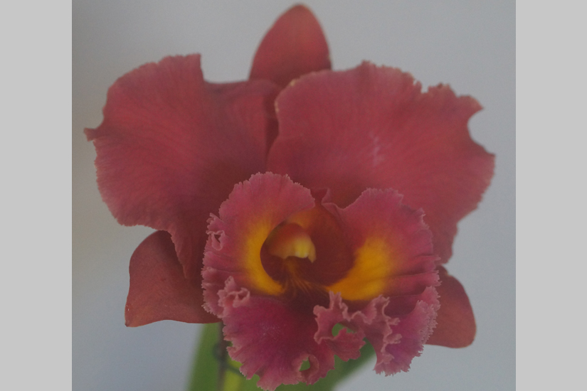 Feature image