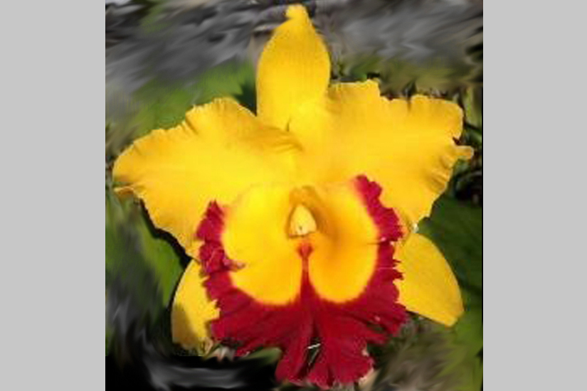 Feature image