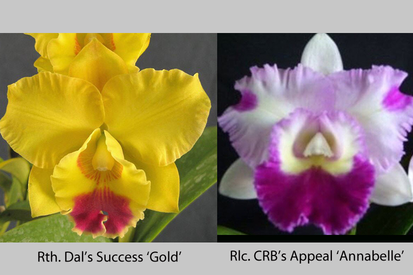 Rth. Dal's Success 'Gold' x Rlc. CRB's Appeal 'Annabelle'