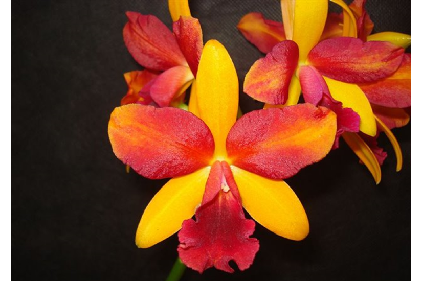 Feature image