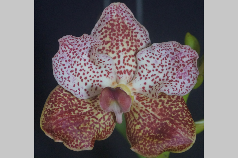 V. Bangkhuntain Gold x V. Jakkit Gold