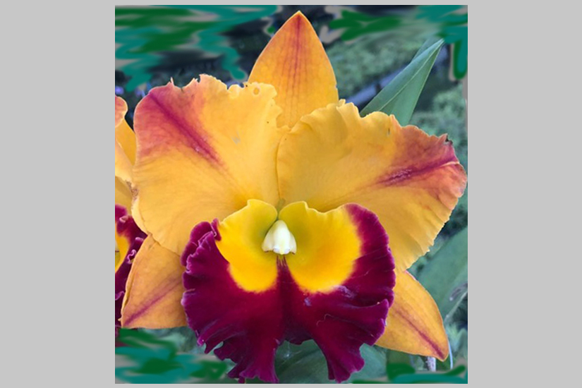 Feature image