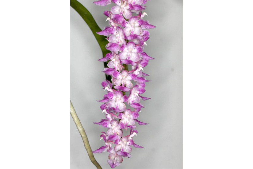 Aer. multiflora 'Dark'